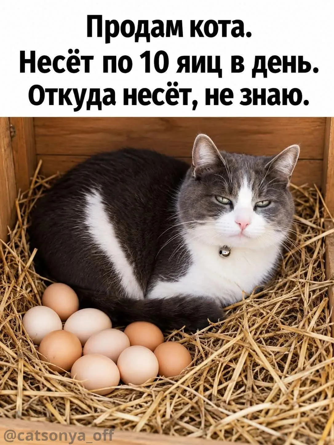 ➡️ SyntxAi