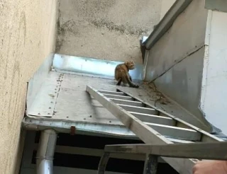 😻 Кошачий патруль: воронежские спасатели помогли котёнку, собаке и кошке за один день