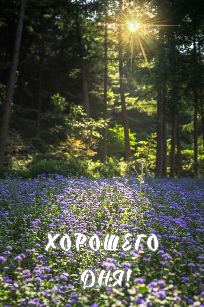 #хорошегодня
