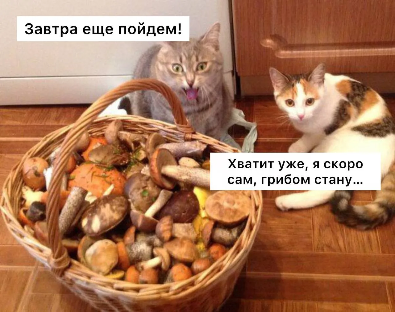 👀 Грибники — страдают лудоманией, заявили психологи