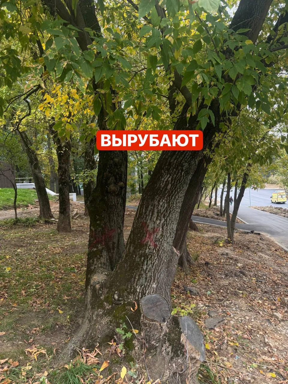 ‼️ВЫРУБАЮТ.