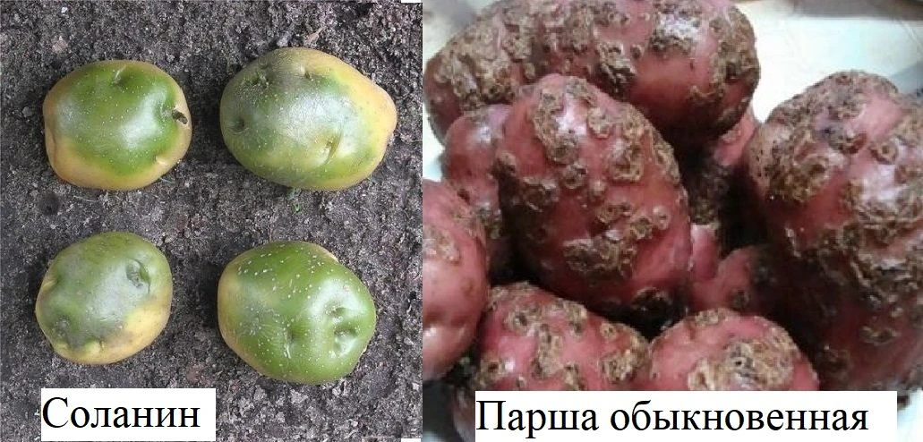 Парша и соланин