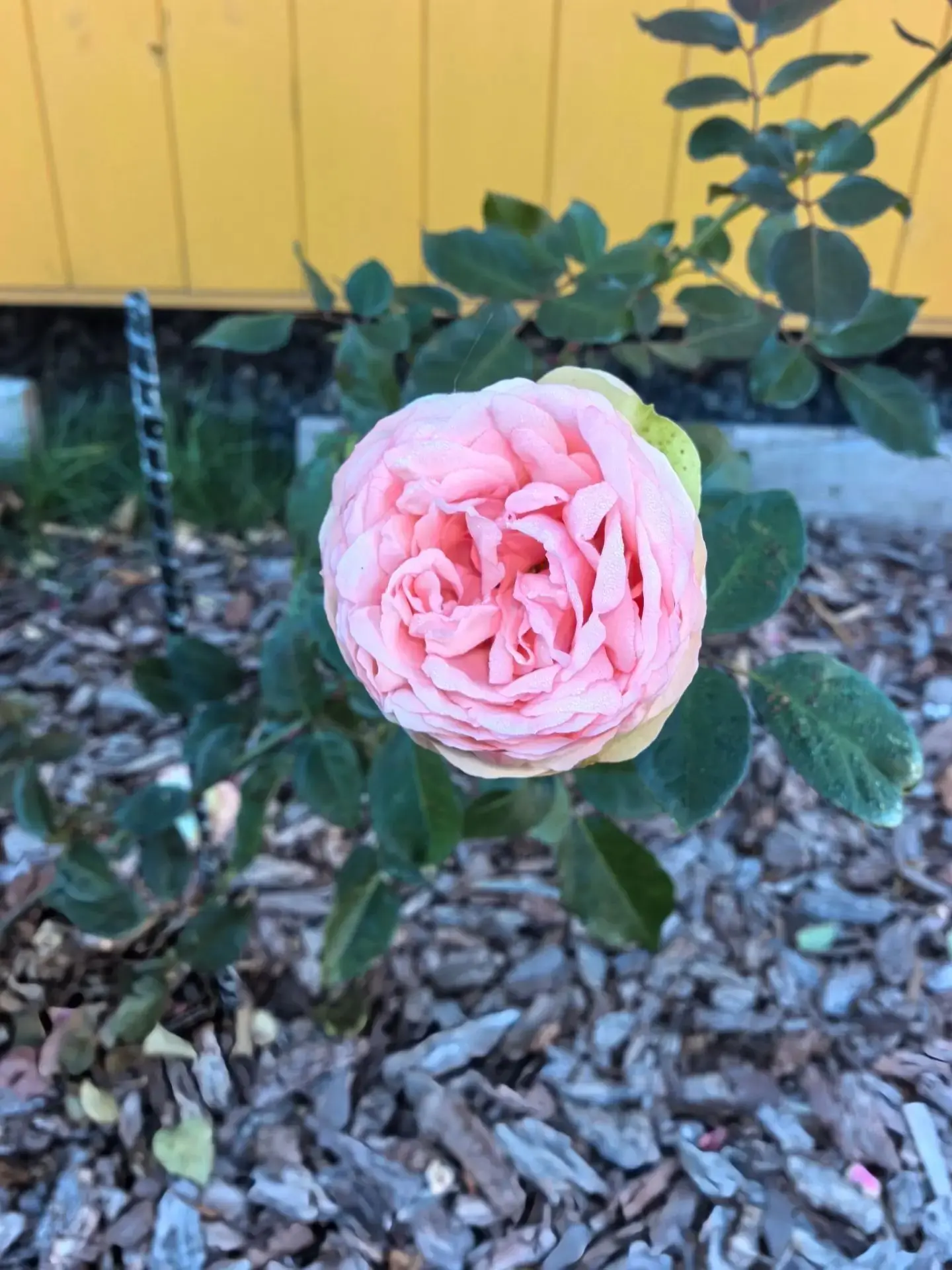 Доброе утро, мои хорошие!🌸