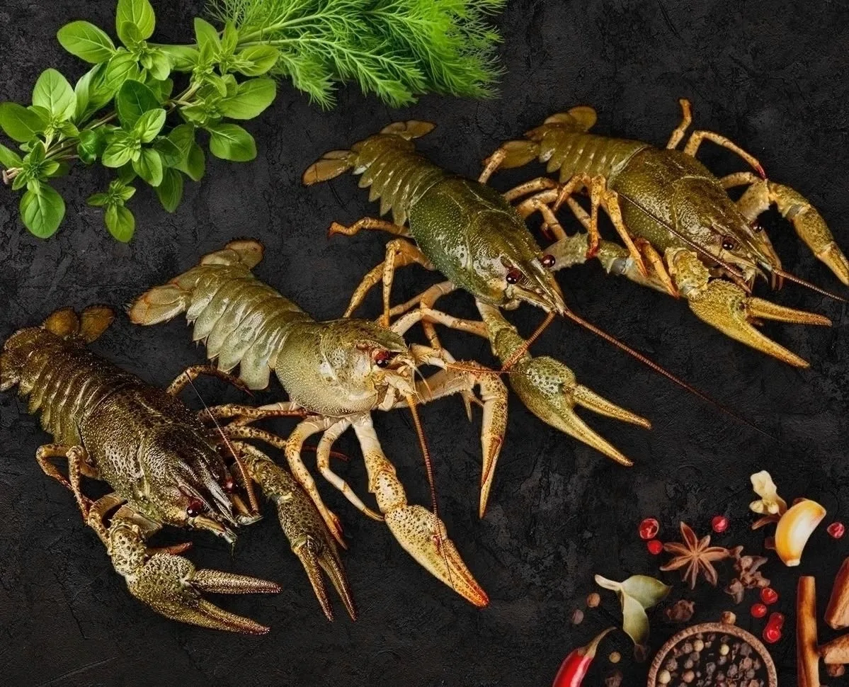 🦞 Штраф за незаконный вылов раков вырос почти в 15 раз
