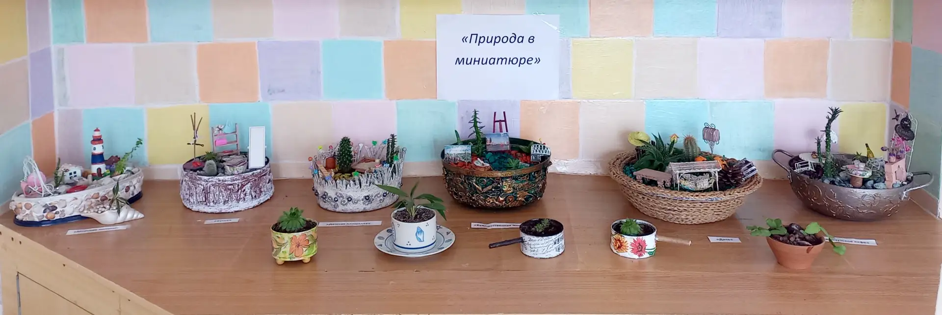 🌼Выставка из кактусов и суккулентов «Природа в Миниатюре»