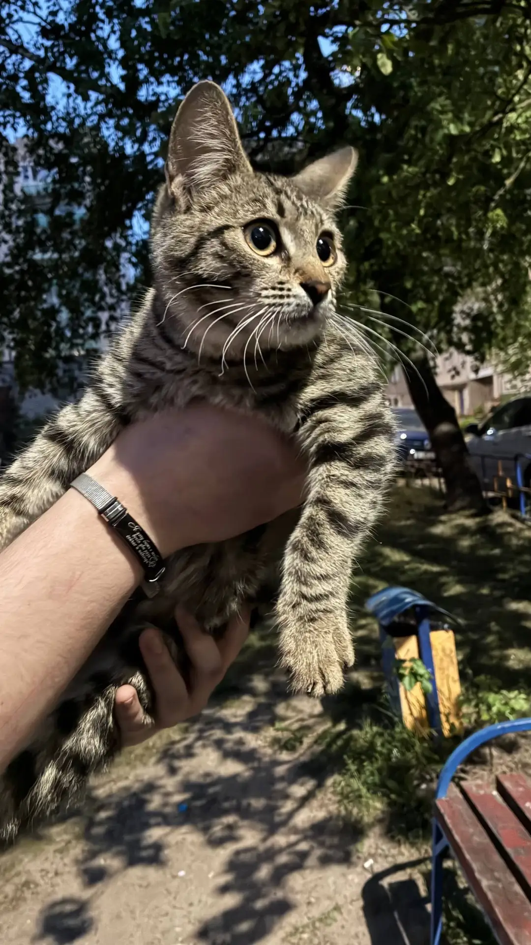 ❗ Нашли котенка на Малеевке  Мальчик. Может кто потерял? Сначала очень людей боялся, потом привык.  