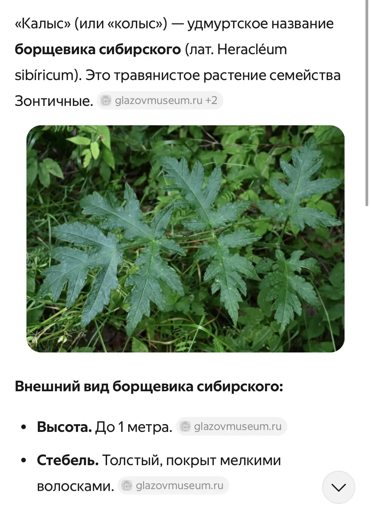 Много вопосов про колыс, друзья это разновидность борщевика🌱☺️