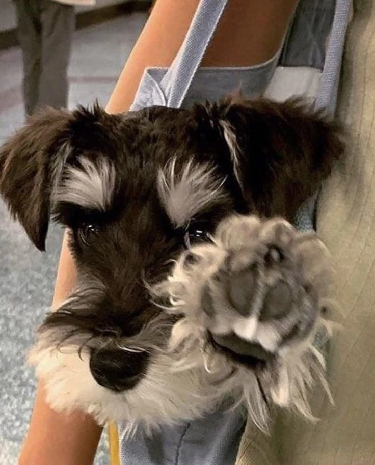 🩶🐶Цверг-шнауцер🐶🩶