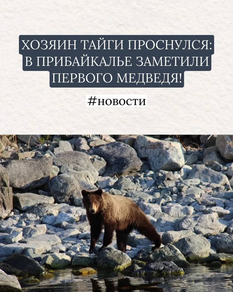 🐻 ХОЗЯИН ТАЙГИ ПРОСНУЛСЯ: В ПРИБАЙКАЛЬЕ ЗАМЕТИЛИ ПЕРВОГО МЕДВЕДЯ!  Весна окончательно вступила в сво