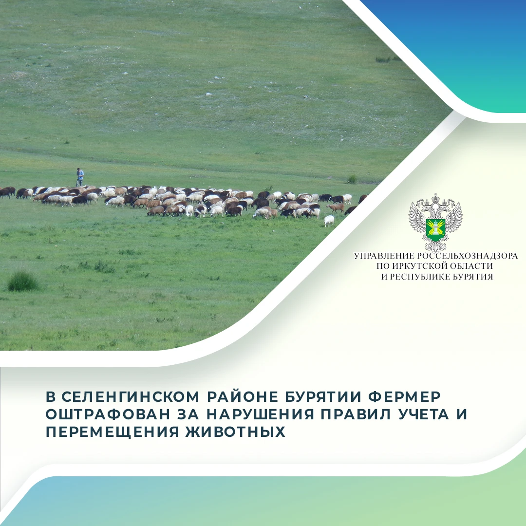 В августе 2026 года Управление Россельхознадзора по Иркутской области и Республике Буря...