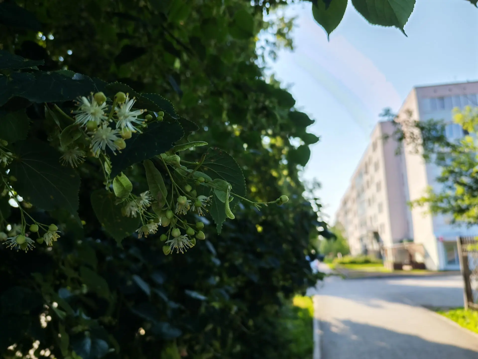 Первые ноты липового цвета в городе💫
