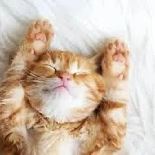 коты|котики|котята