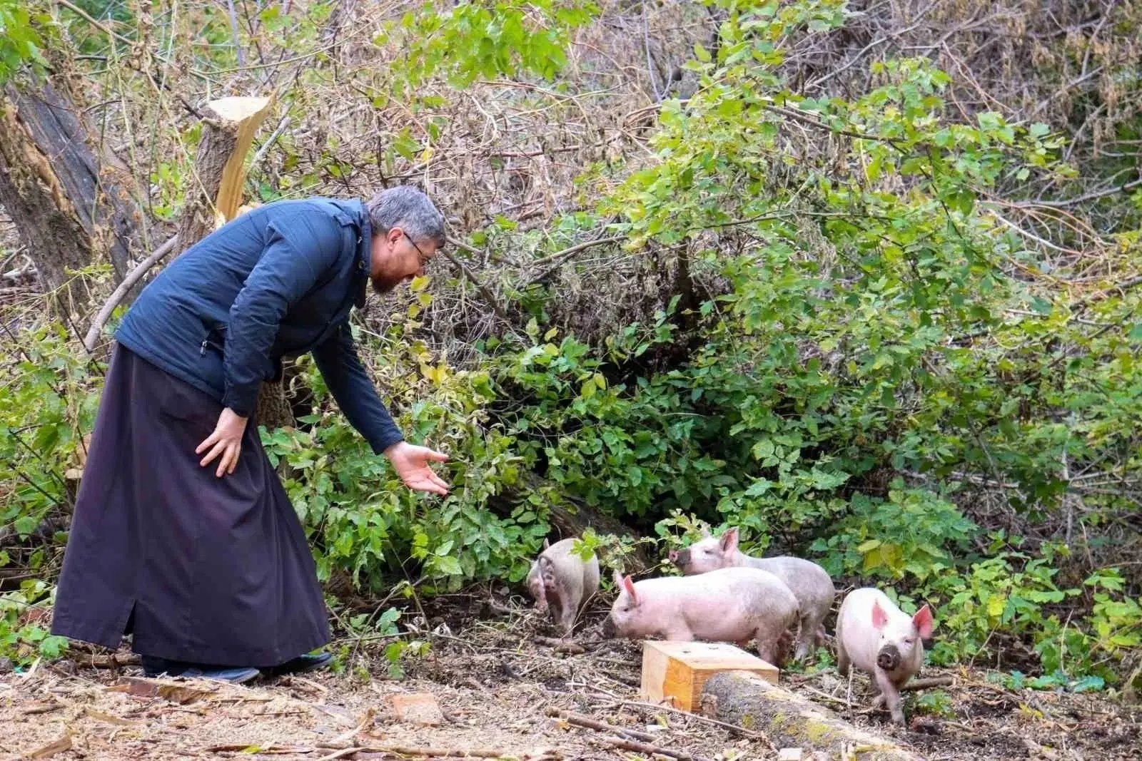 🐽2021 г. Поросята в зарослях около нашего храма в Стригае. Сейчас на этом месте - вспо...