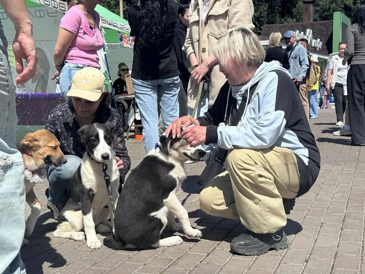 🐈‍⬛ Сегодня в Уфе пройдет акция помощи бездомным животным «Ищу человека»