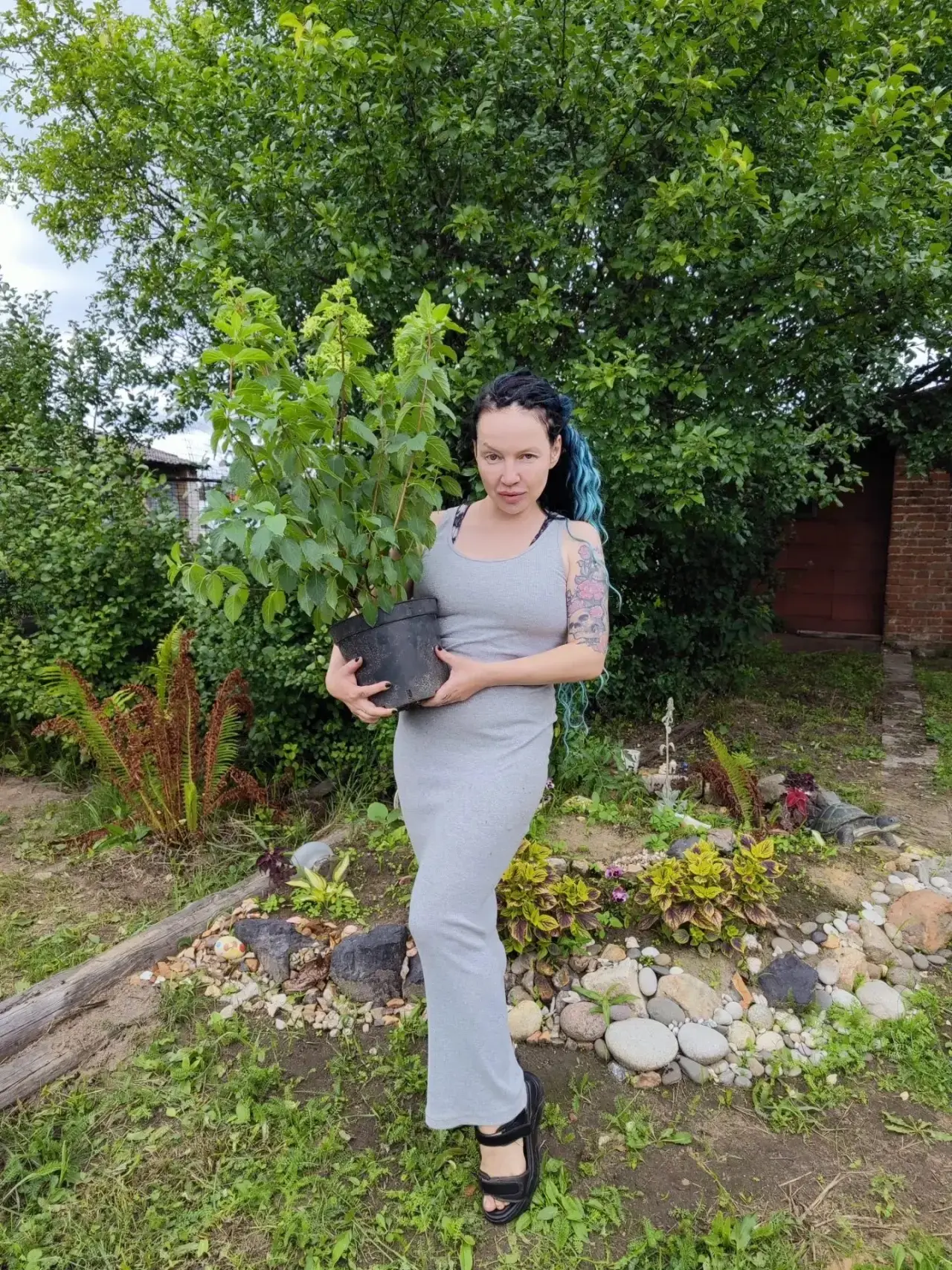 Моя подруга Алла сделала мне королевский подарок - подарила мне взрослую гортензию Фрайс Мельба - оо