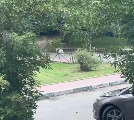 В предложку Домодедовода получили сообщение и видео от подписчицы, что около часа назад...