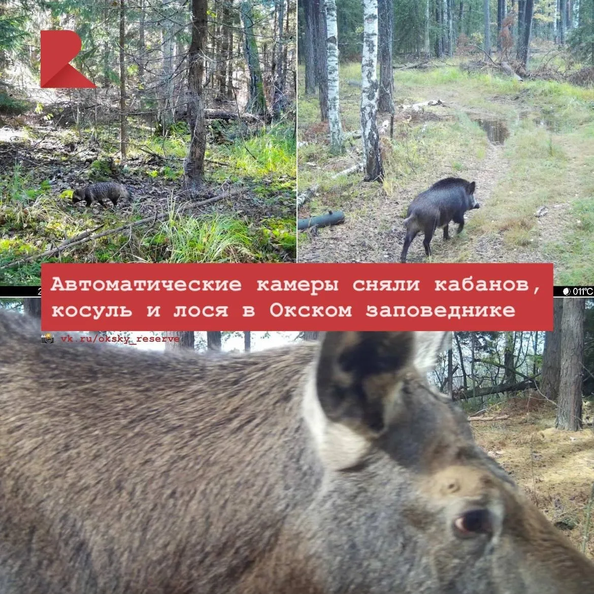 🌳 Автоматические камеры в Окском заповеднике сняли кабанов, енотовидных собак, косуль ...
