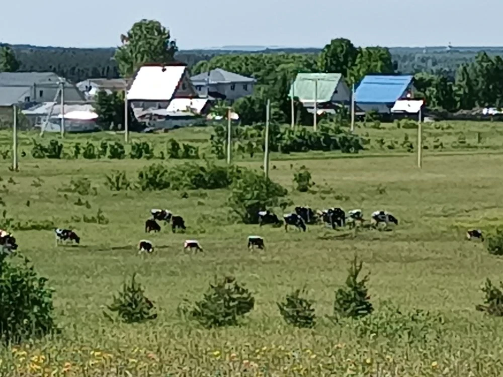Вдалеке пасутся ко....