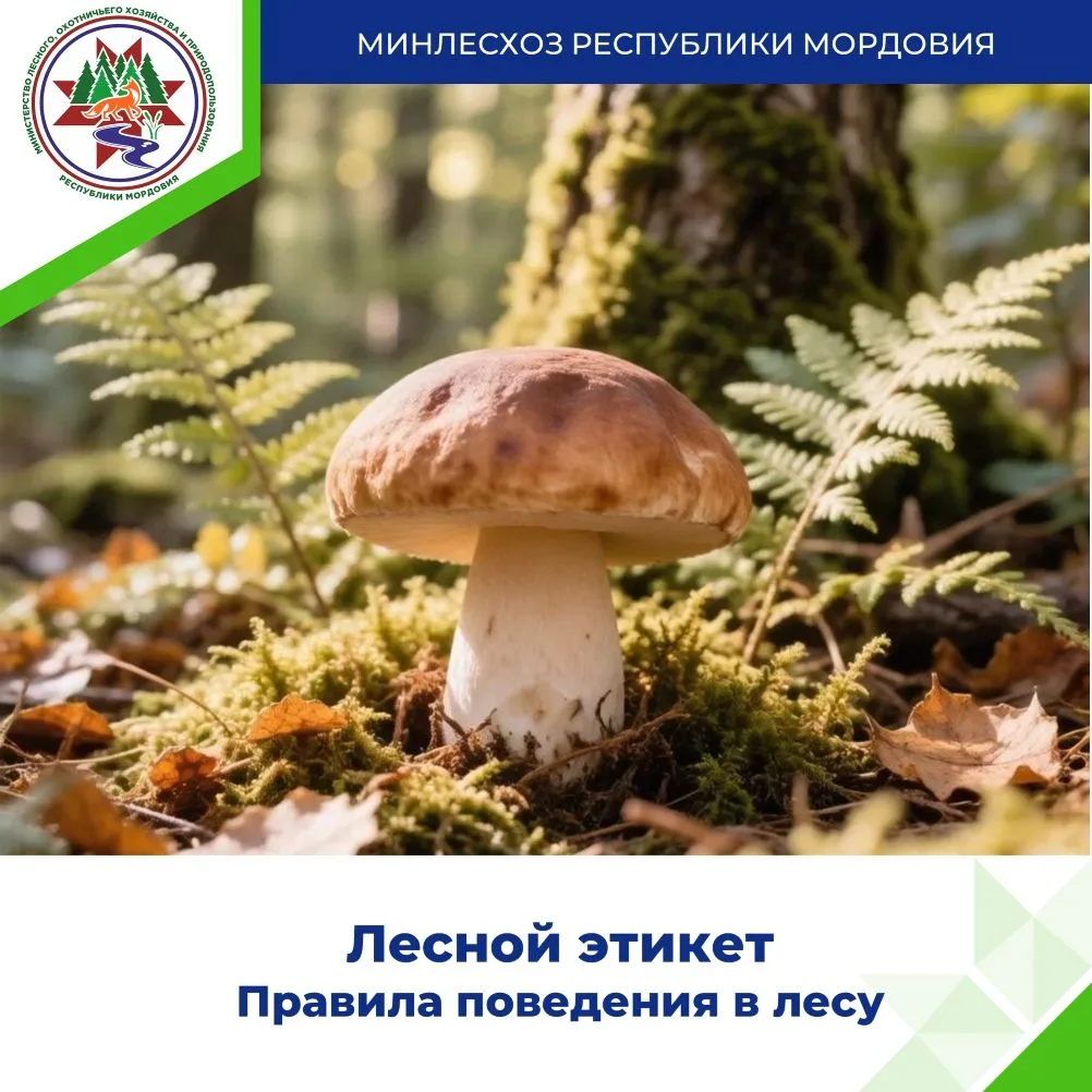 Чтобы лес из года в год радовал урожаем, к сбору грибов нужно подходить с умом🧭