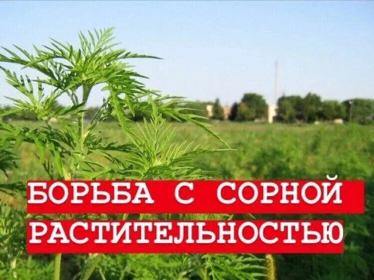 🌳Новое в земельном законодательстве