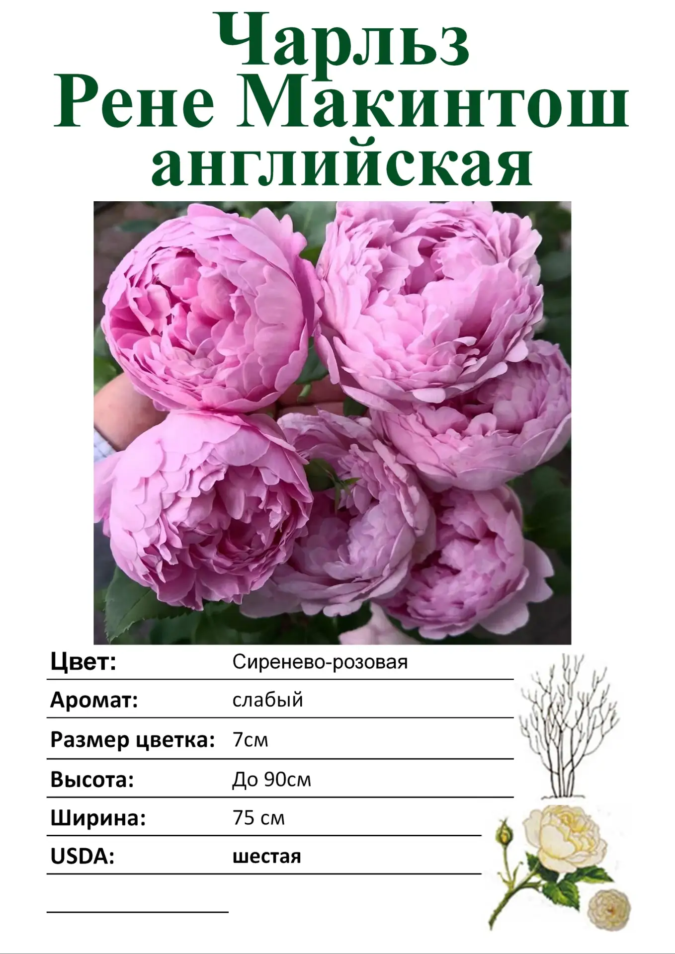 Розы в ассортименте. Более 70 сортов.
Стоимость 800р.

Питомник растений РассадаРу 
с.Ягодное, Произ