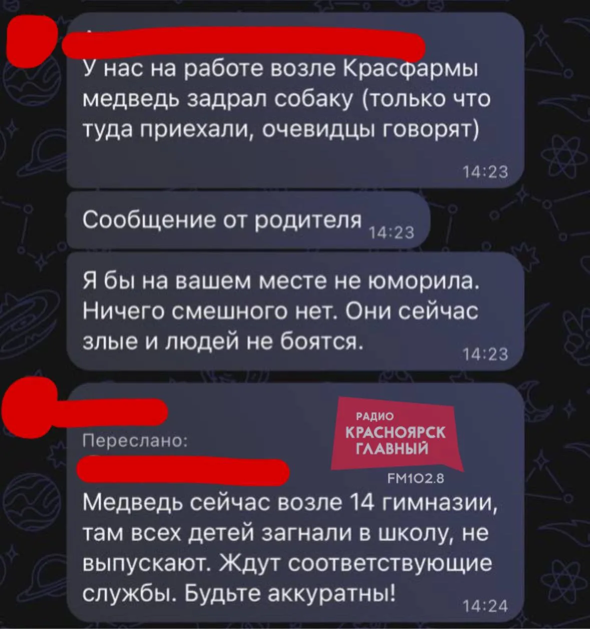 🐻В Красноярске медведя заметили рядом с гимназией