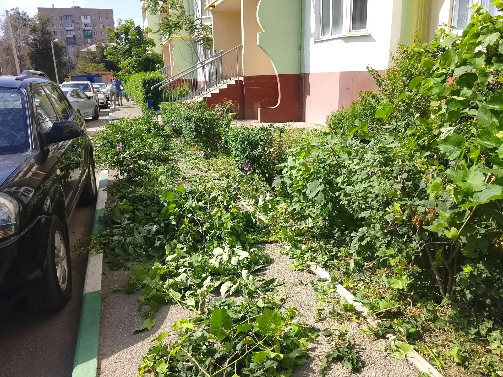 К новости «✂️ 🌿 Форма имеет значение:»