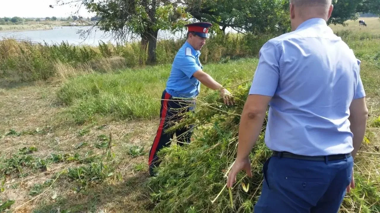 В сельских поселениях Целинского района продолжаются мероприятия по выявлению и уничтожению дикораст