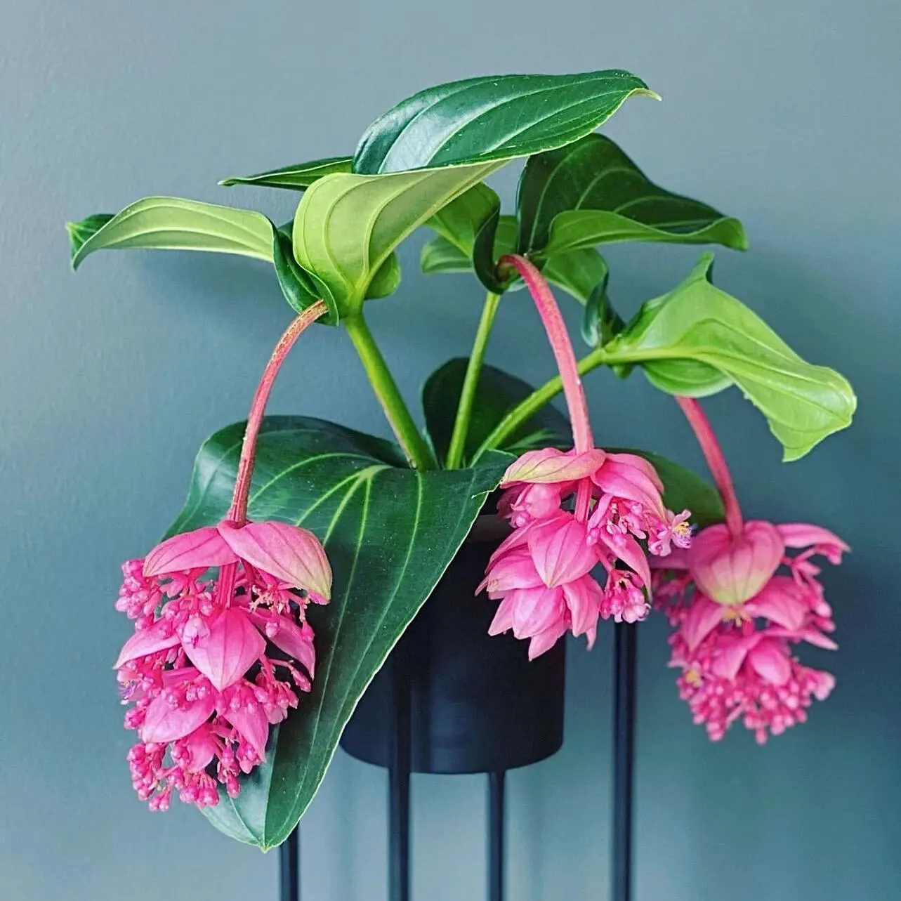 🌸 Мединилла магнифика (лат. Medinilla magnifica) ❤️