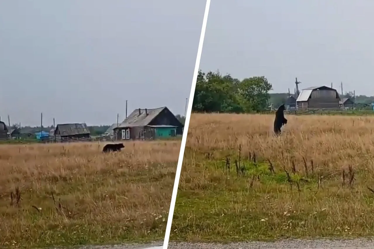 🐻 Медведи недалеко от Тюмени?