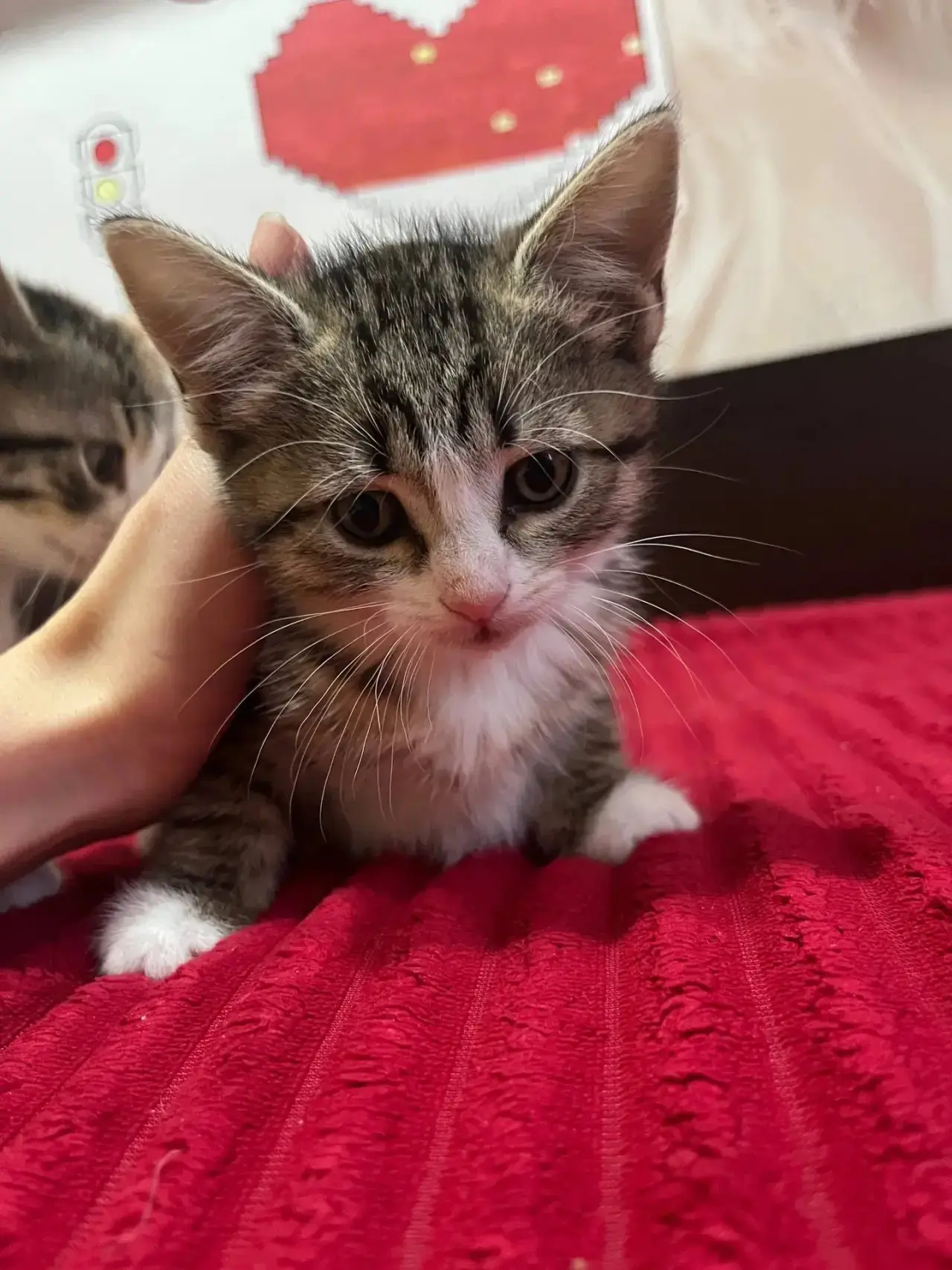 ✨ Отдам в добрые руки очаровательных котят — они ждут свою семью! 💖