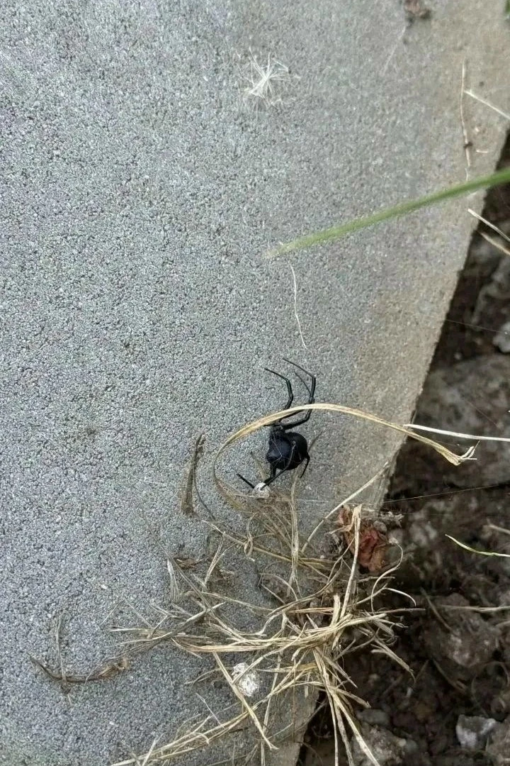🕷 Каракурта поймали в доме на улице Бузулукской в Оренбурге