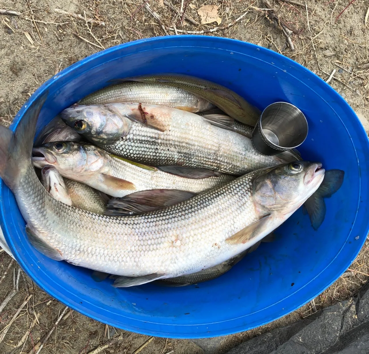🎣 Рыбаки! Обратите внимание на эту информацию.