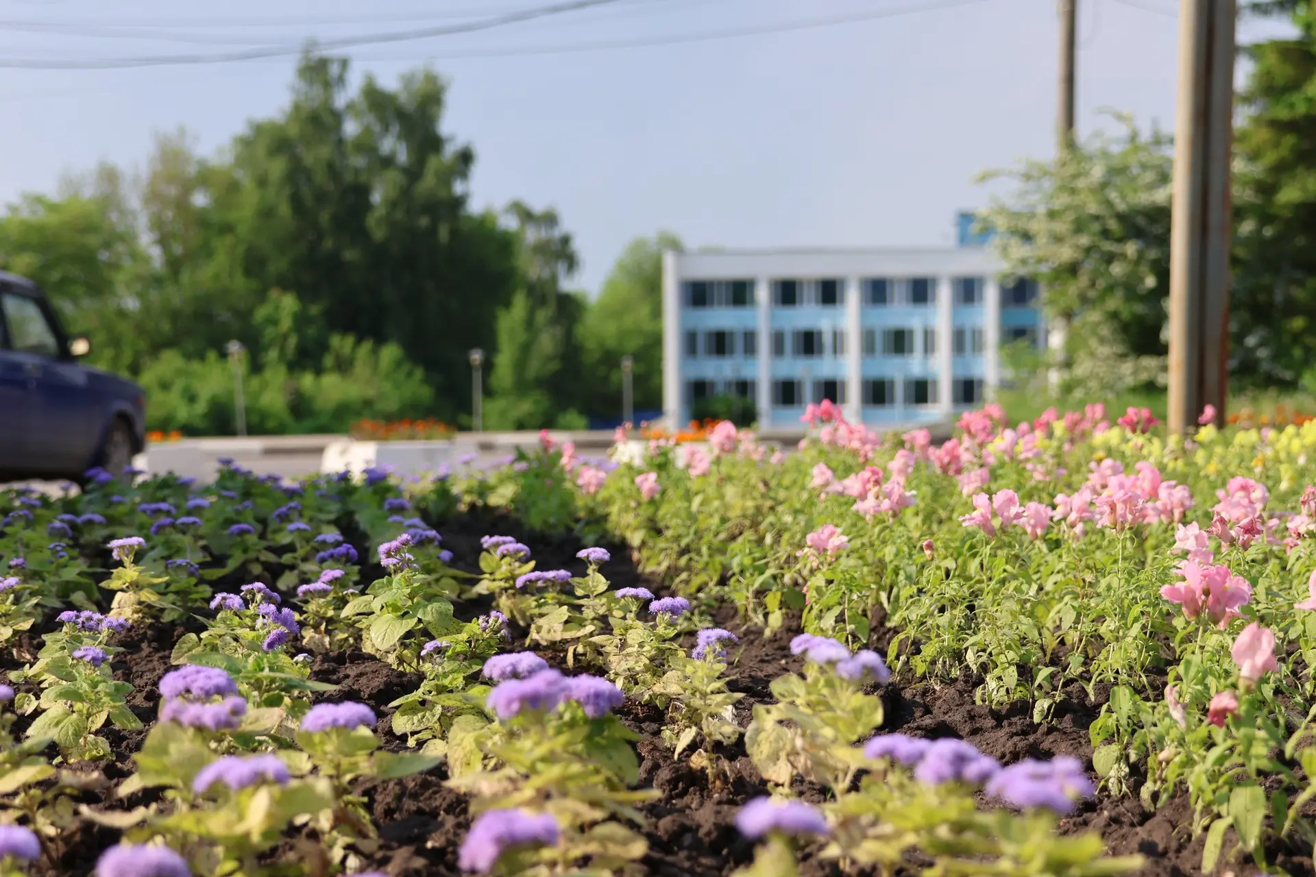 Живое украшение города  Сотрудники «Районного благоустройства» приступили к высадке цветов на городс