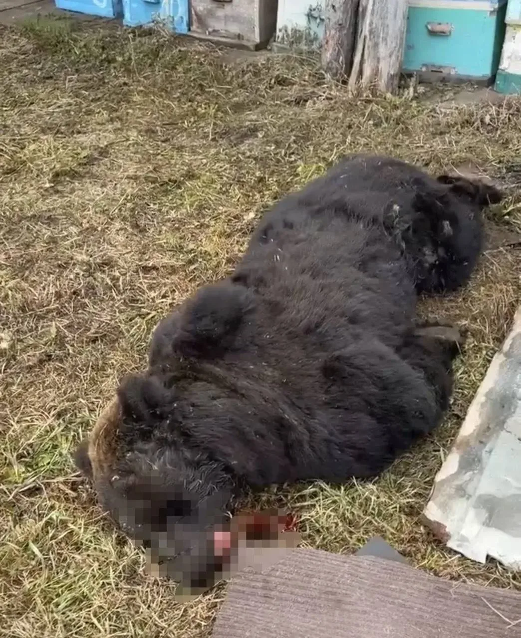 Медведь пытался попасть в школьную столовую в Качугском районе.