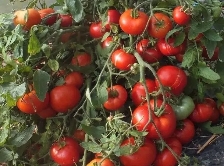 🍅 Что нужно знать о выращивании томатов

🔸 При посадке рассады в каждую лунку добавляйте горсть пе