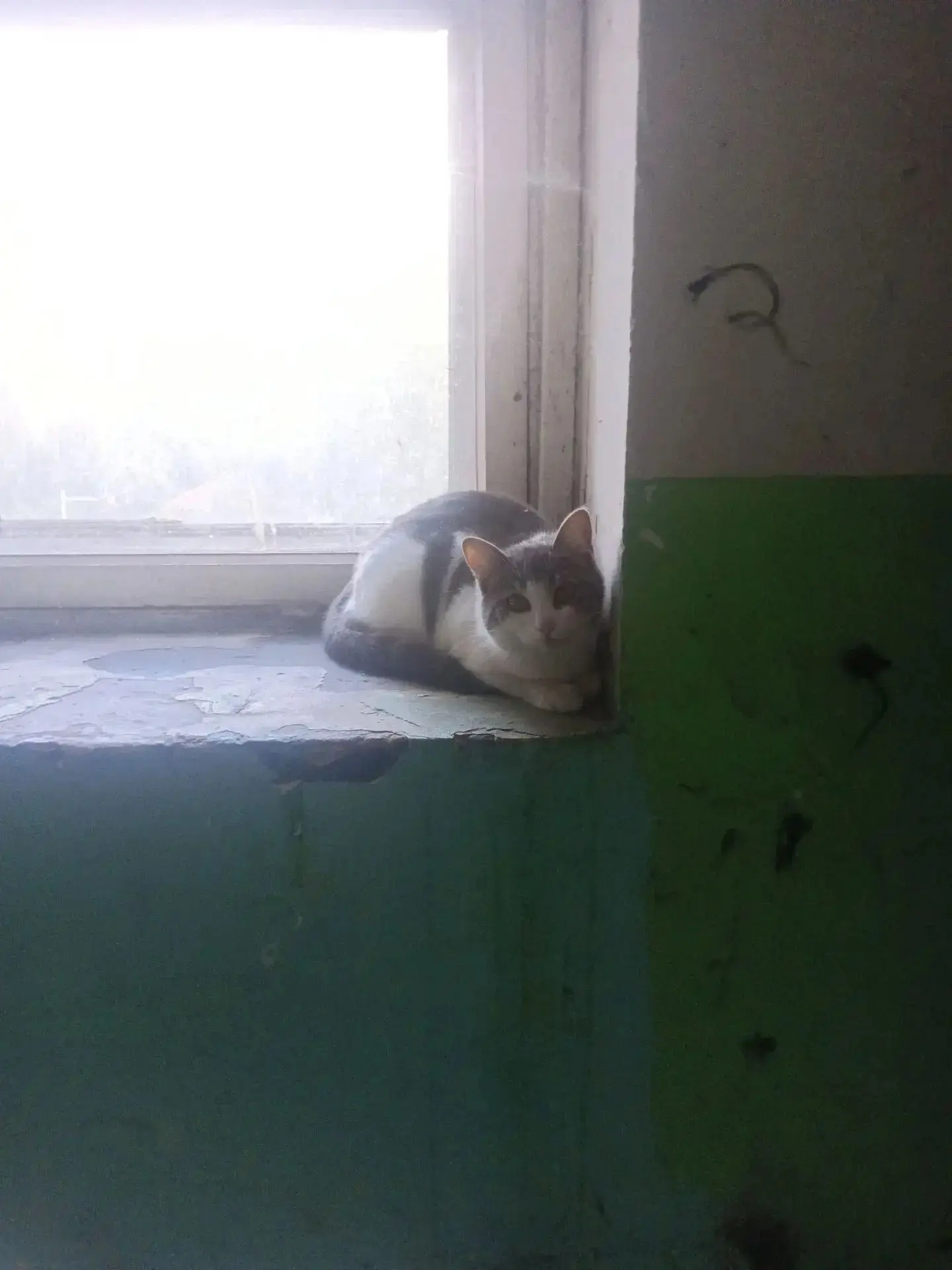 По адресу Бакинских Комиссаров, 60, прибилась кошка, возможно, кто-то потерял

Прислать новость: адм