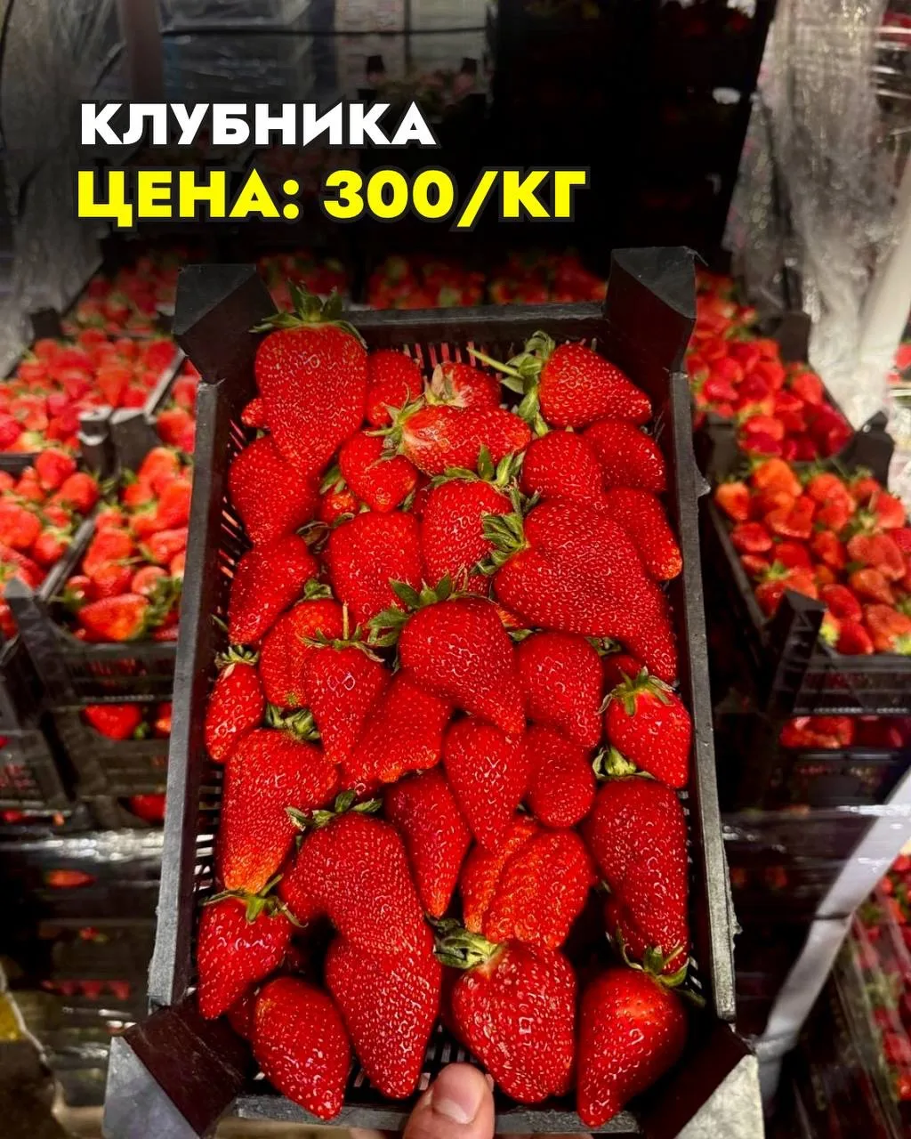 😱КЛУБНИКА 300 ₽/кг 
🔥 УСПЕЙТЕ ЗАКАЗАТЬ🔥

Товарищи, а мы напоминаем, что закупка продолжается❤️ Он