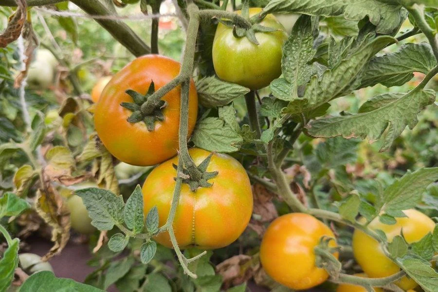 🍅 Ожог на листьях томатов – частая проблема в жаркое и солнечное лето, особенно при не...