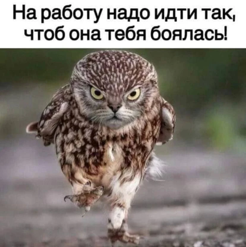 Ежик