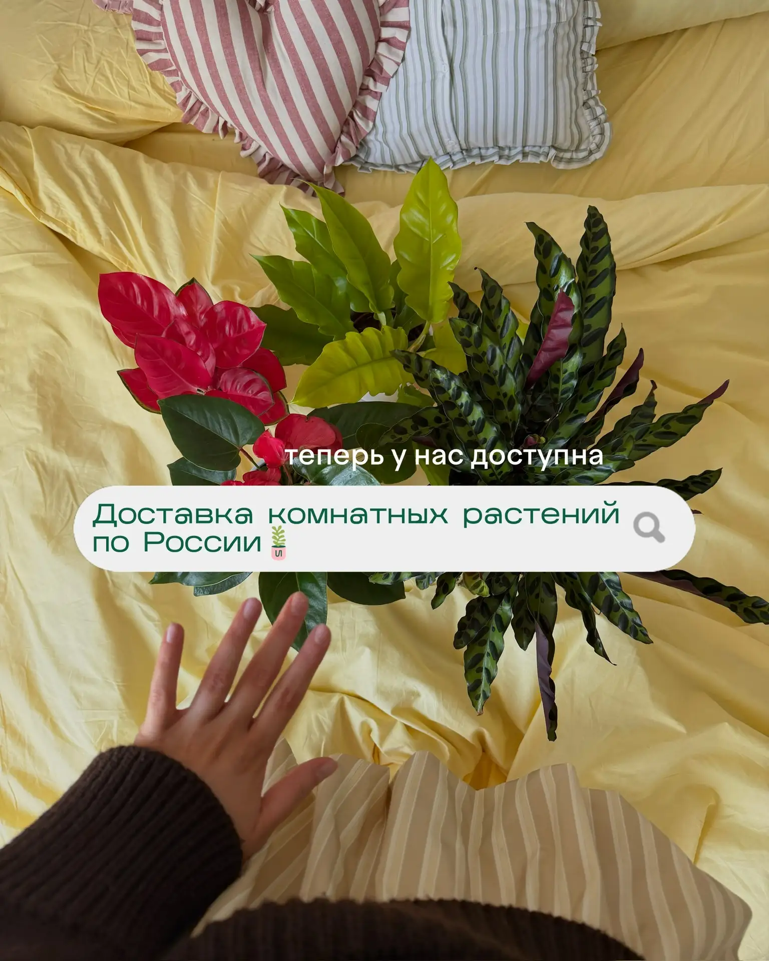Теперь мы доставляем растения по России 💌🌱
