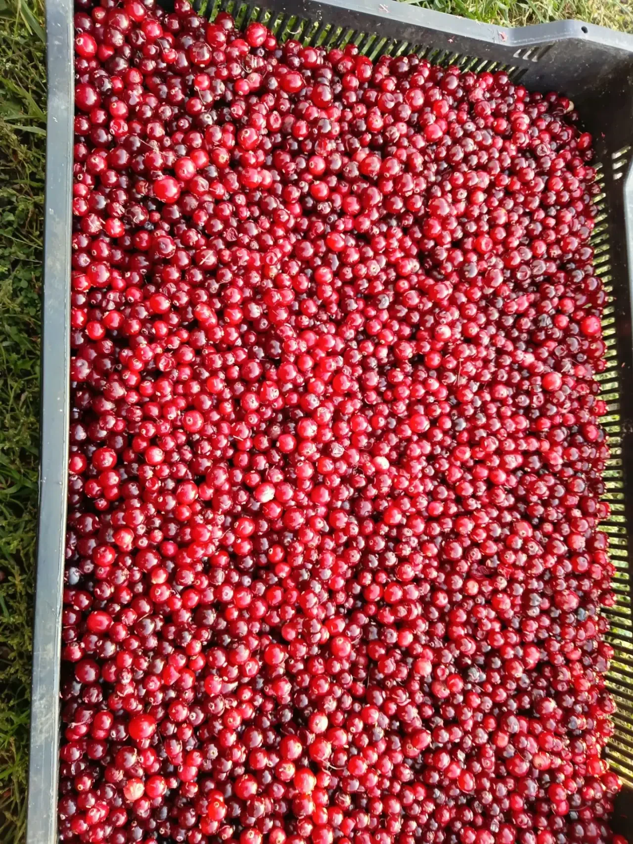 Продам клюкву, привезена с Северного Вагая, вкусная, отборная 🤤 350 рублей за литр, до...