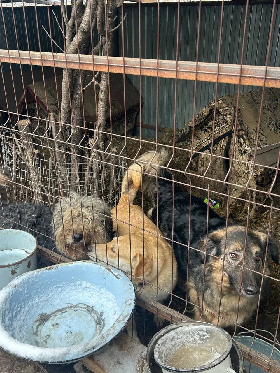 🐾 Добрые дела согревают ❤️  Наш 7А класс решил доказать, что мы в ответе за тех, кого приручили, и о