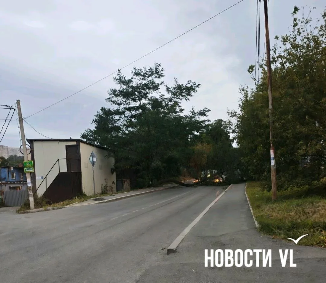 😳🌳Во Владивостоке на Стрелковой возле Самбери упало дерево и полностью перекрыло дорогу