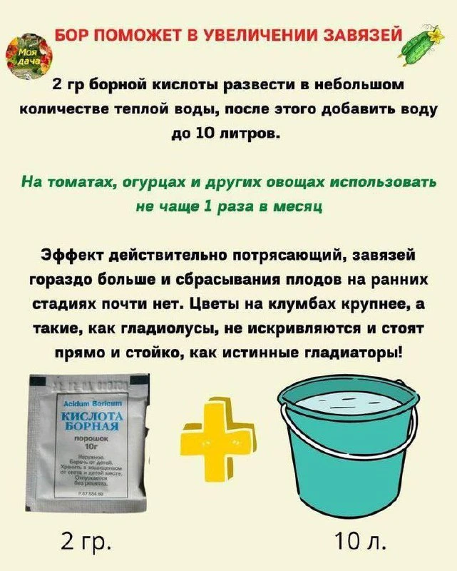 📝Бор поможет увеличить завязи