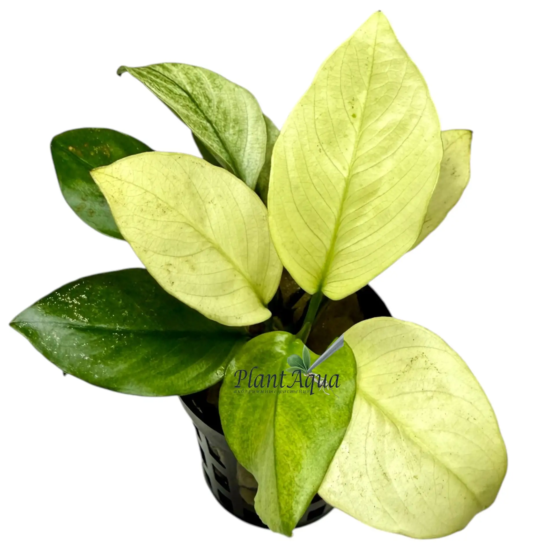 Анубиас Нана «Белый широколистный» (Anubias Broad White)
Редкая и эффектная разновидность Anubias ba