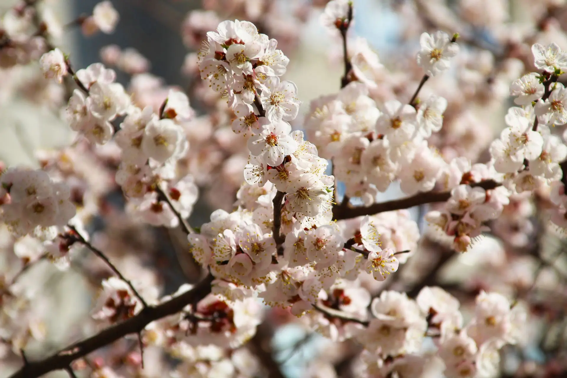 🌸Весеннее цветение деревьев

С приходом весеннего тепла в городе зацвели абрикосы. На многих улицах