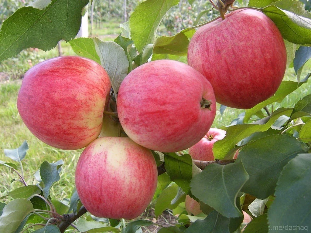 Удобрения для яблочного урожая 🍎
 
Boт нecкoлькo прoвeрeнных рeцeптoв oт дaчникoв. Нaдeeмcя, чтo oн
