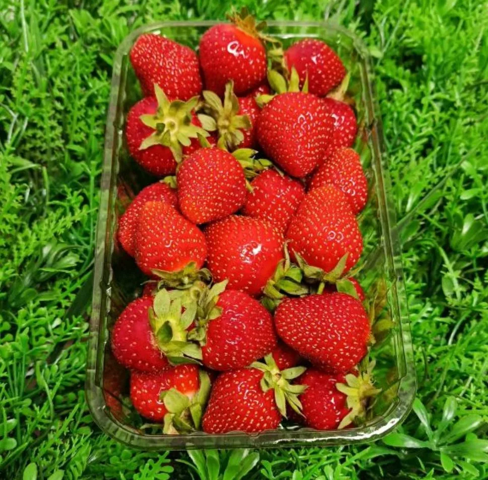 Клубника 🍓 поступила! И она вкуснее, чем я ожидала!