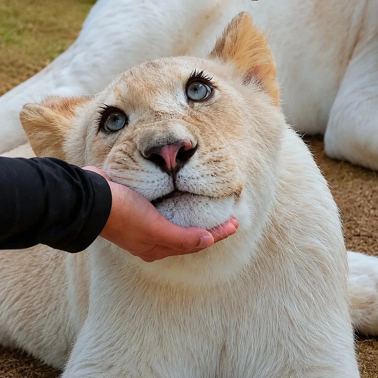 🦁 Львица Луна покорила интернет

Хищница из южнокорейского зоопарка Тонбочхон (город Чхунджу) случа